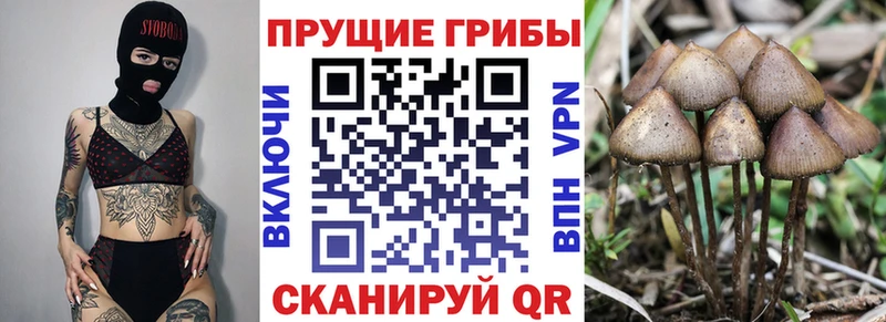 omg ссылка  закладки  Спас-Клепики  Псилоцибиновые грибы прущие грибы 